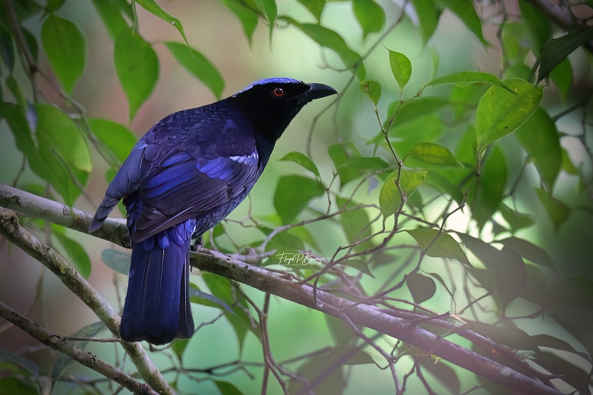 Philippine Fairy-bluebird - ML610919094