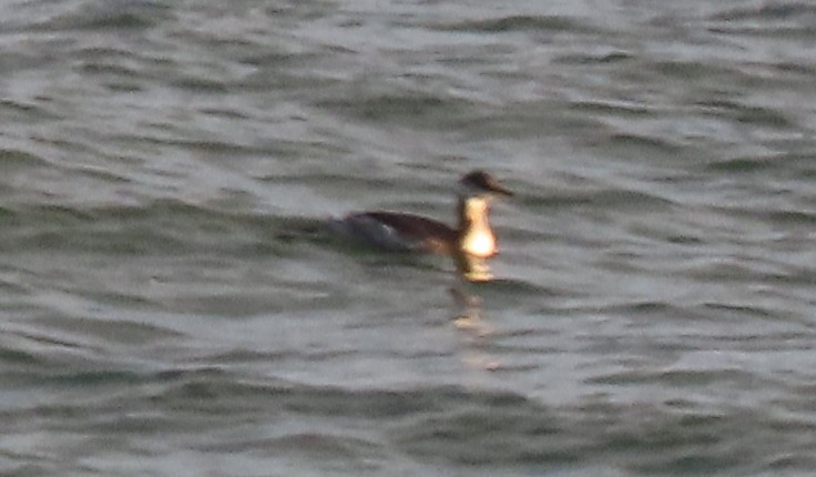 Red-necked Grebe - ML610919742
