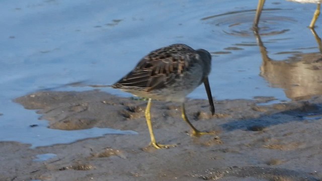 Long-billed Dowitcher - ML610919906