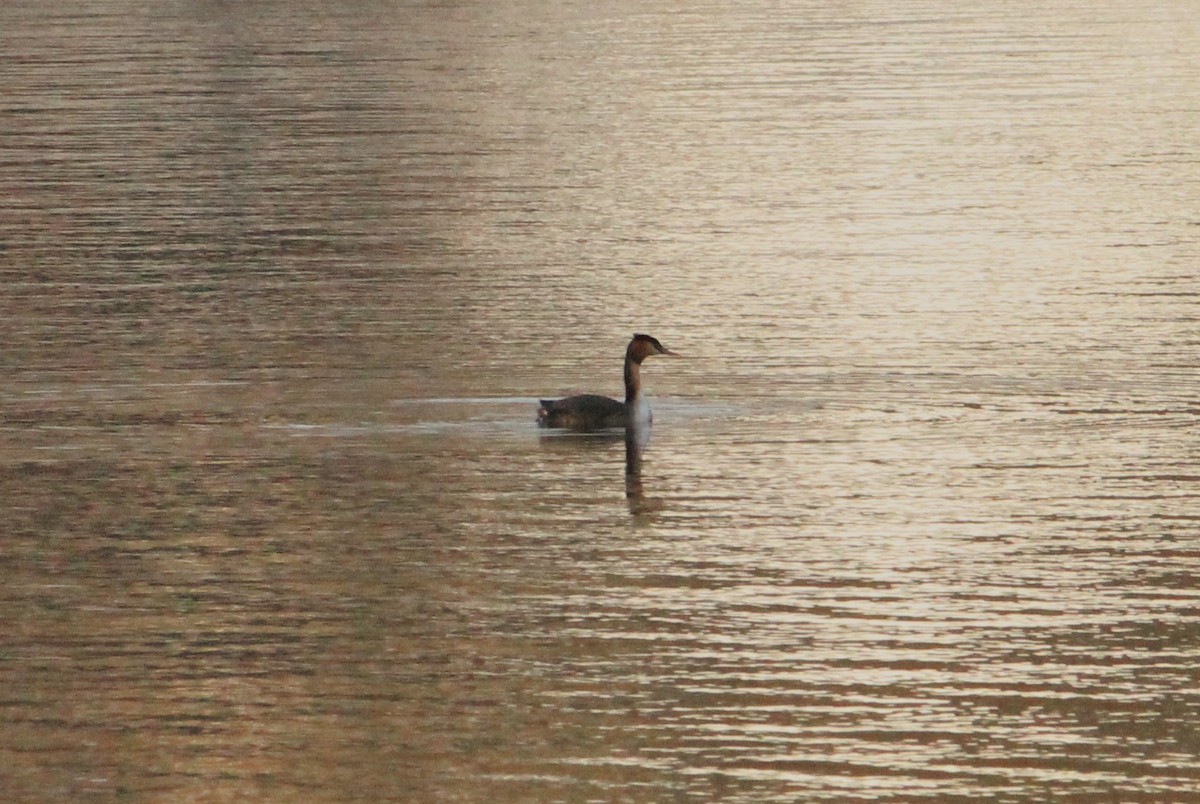 Great Crested Grebe - ML610920091