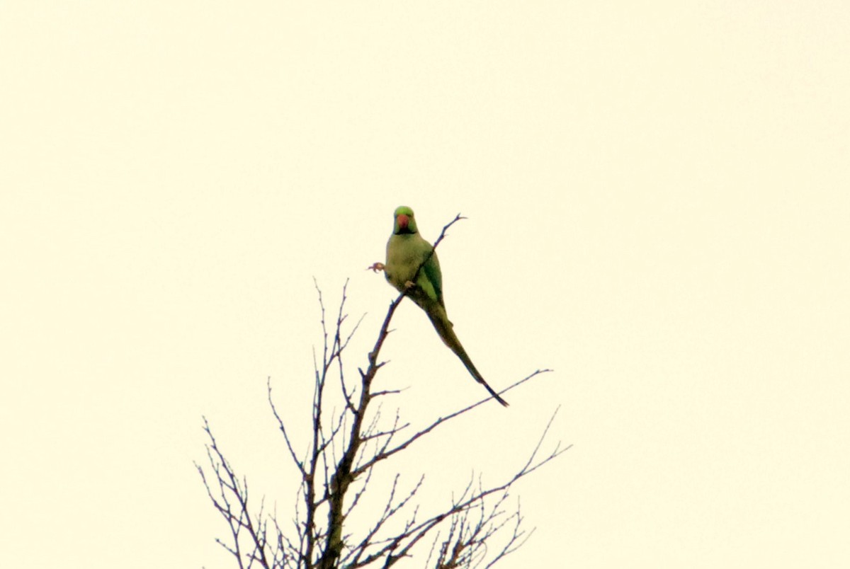 紅領綠鸚鵡 - ML610920139