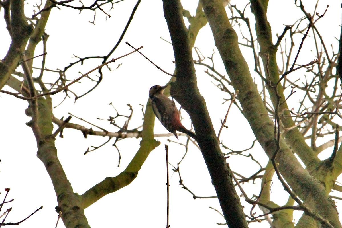 Great Spotted Woodpecker (Great Spotted) - ML610920142