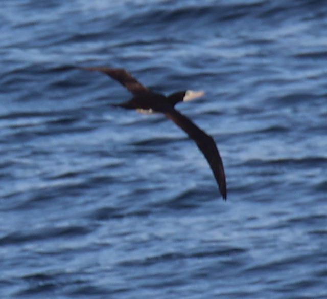 Brown Booby - ML610920175
