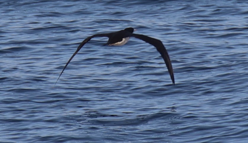 Brown Booby - ML610920196