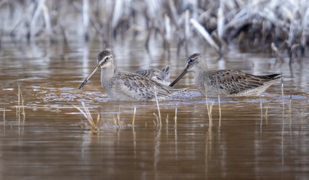 Long-billed Dowitcher - ML610920247