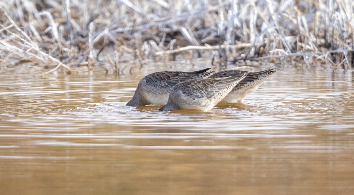 Long-billed Dowitcher - ML610920248