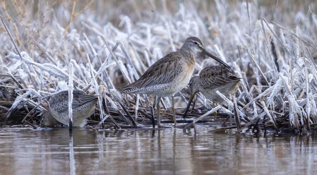 Long-billed Dowitcher - ML610920249
