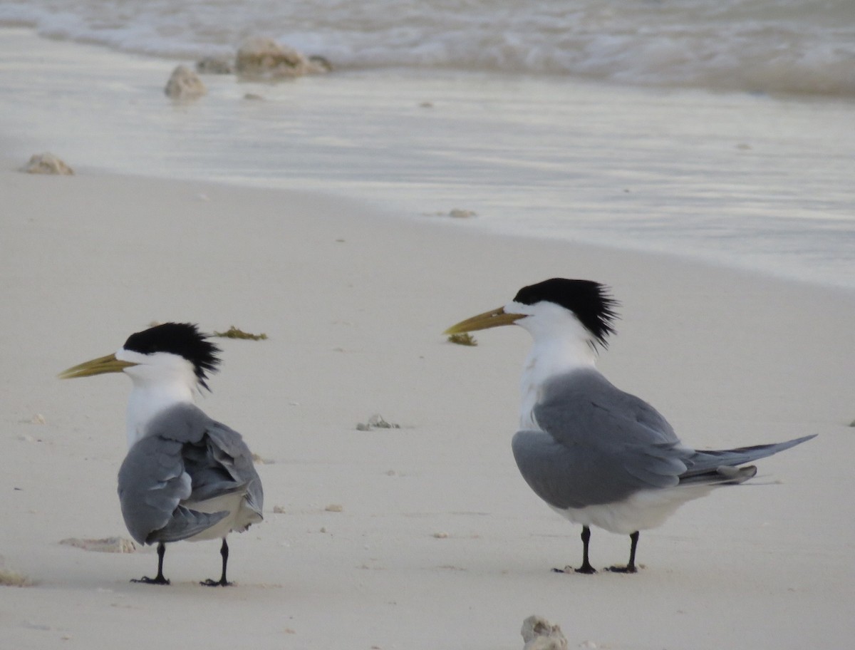 Great Crested Tern - ML610920641