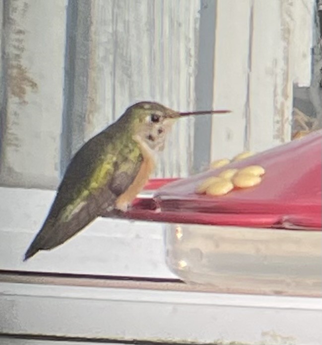 Broad-tailed Hummingbird - ML610920643