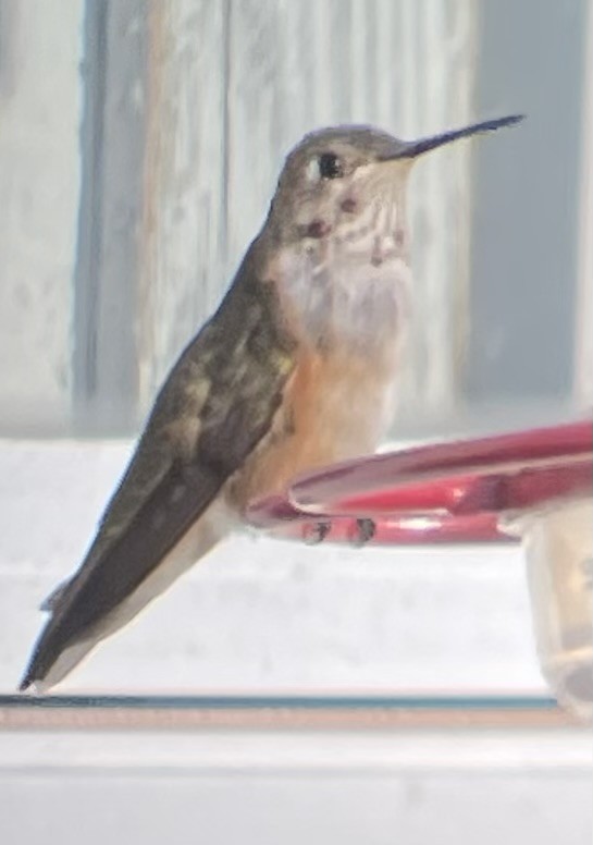 Broad-tailed Hummingbird - ML610920644