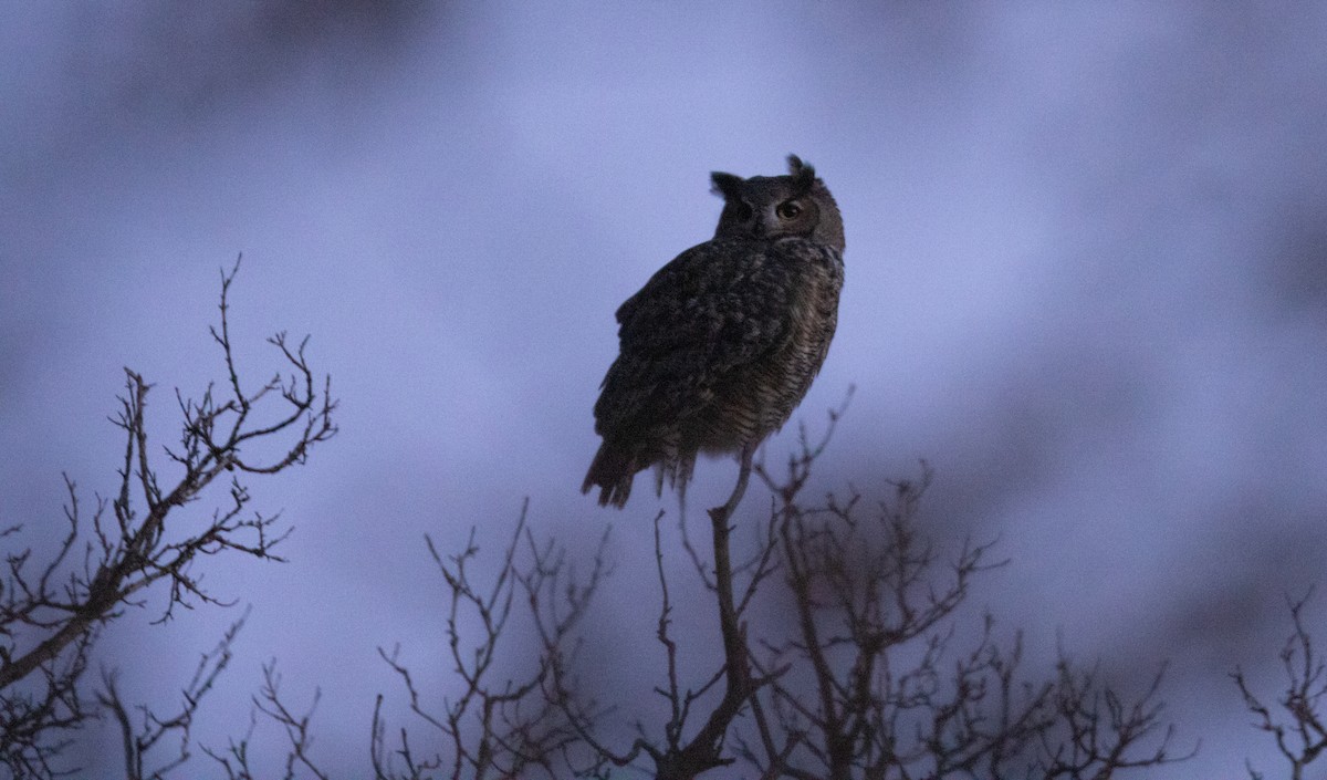 Great Horned Owl - ML610920918