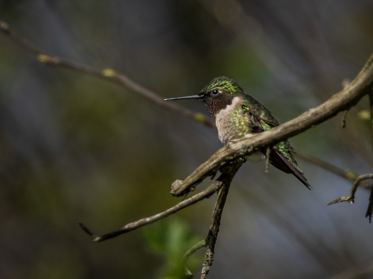 Ruby-throated Hummingbird - Colin Koerselman