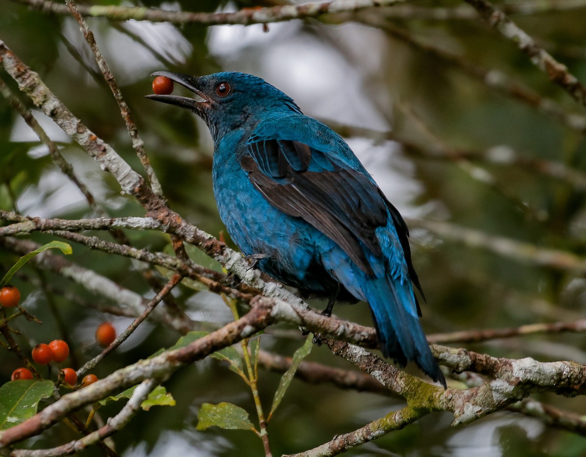 Asian Fairy-bluebird - Neoh Hor Kee