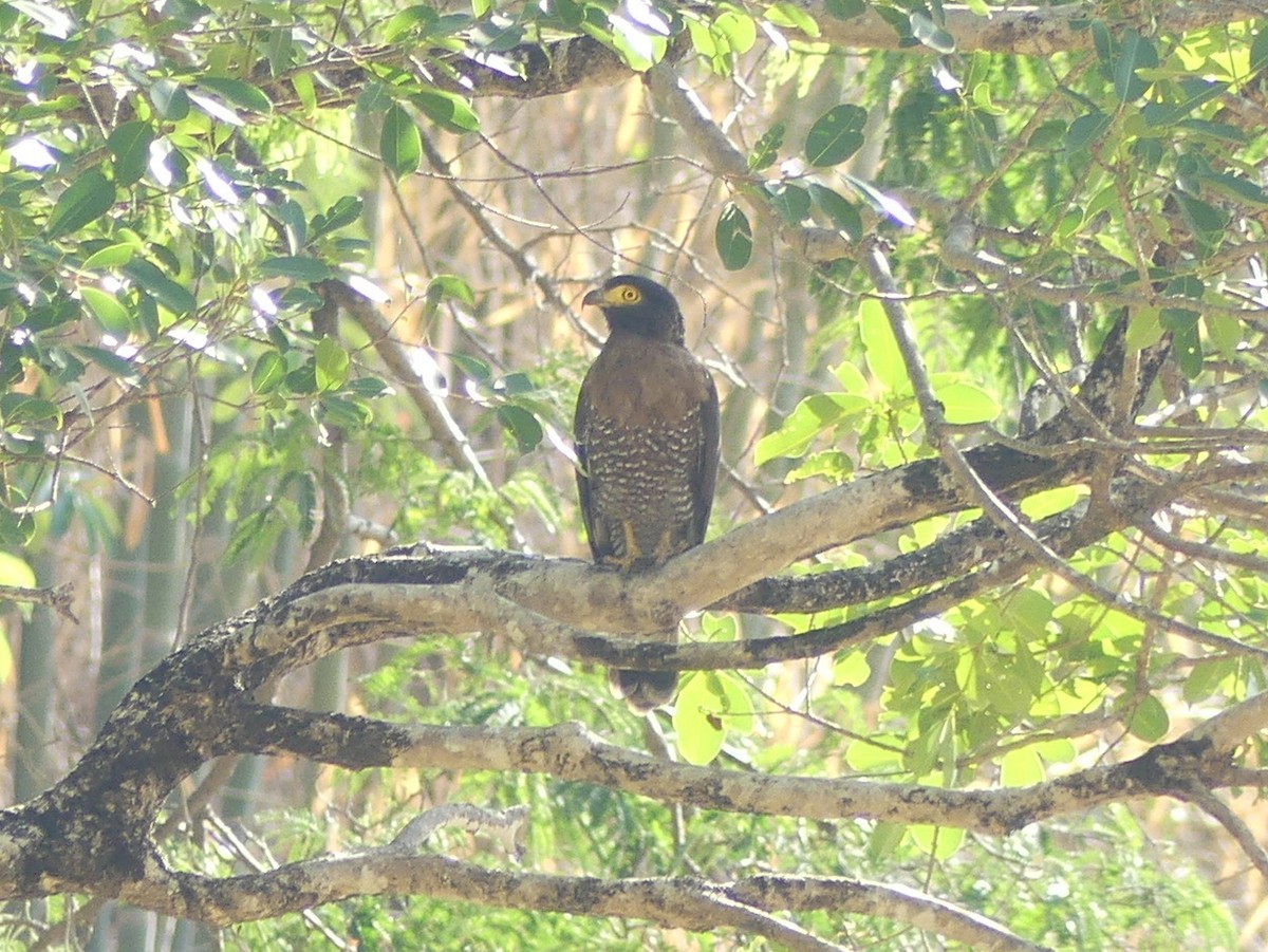 Sulawesi Serpent-Eagle - ML610921533