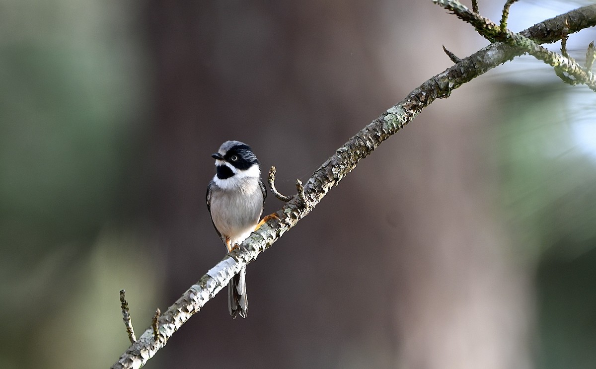 Black-throated Tit (Gray-crowned) - ML610921540