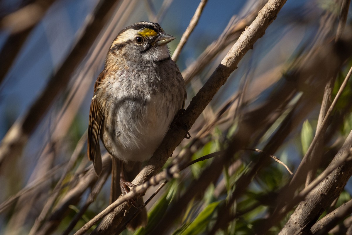 White-throated Sparrow - Tyler Lausten