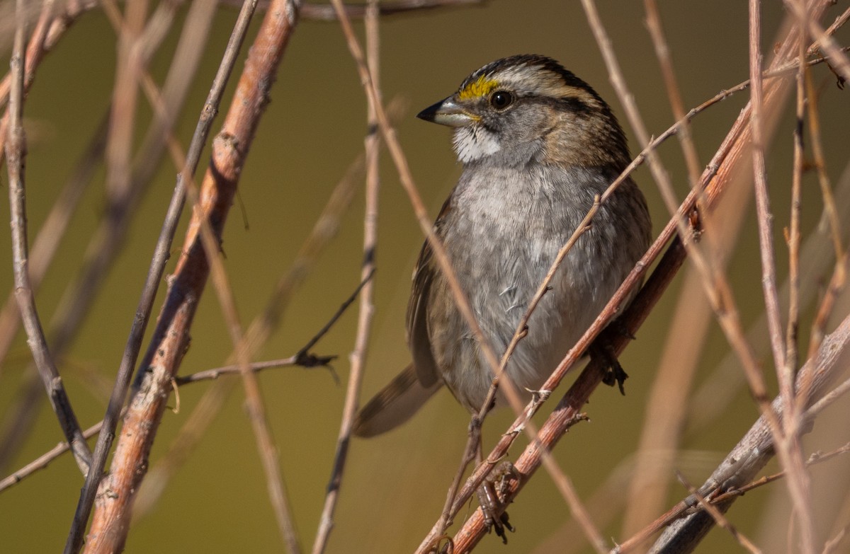 White-throated Sparrow - ML610921687