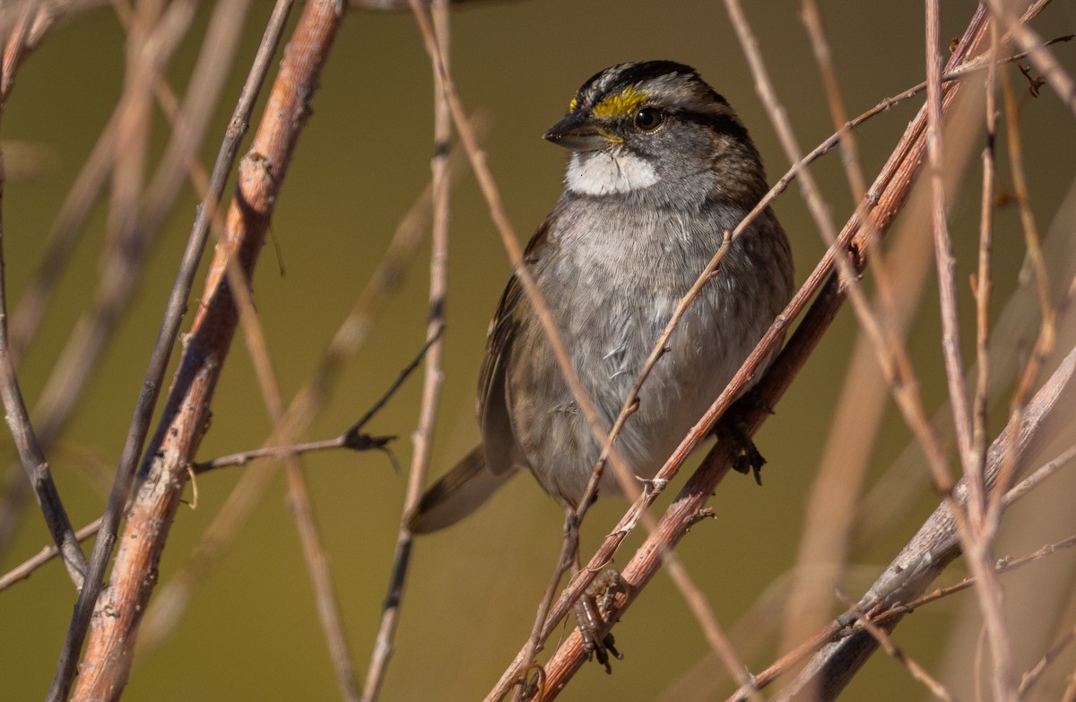 White-throated Sparrow - ML610921689