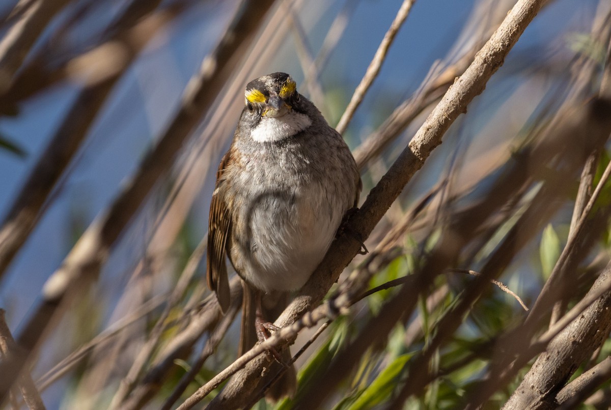 White-throated Sparrow - Tyler Lausten