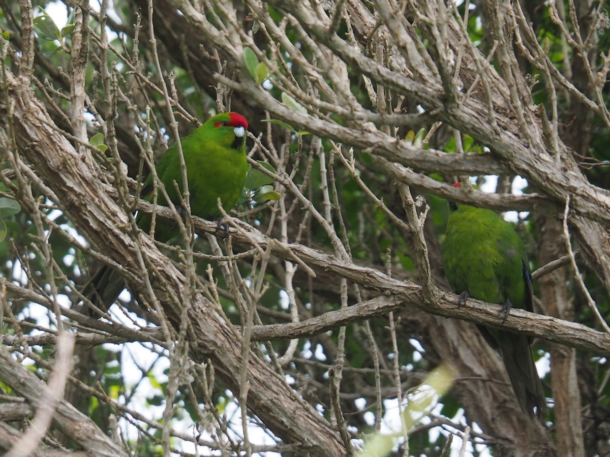 Red-crowned Parakeet - ML610922133