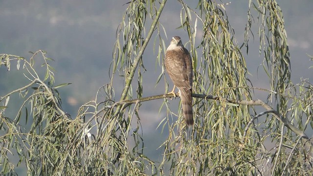 Eurasian Sparrowhawk - ML610922186