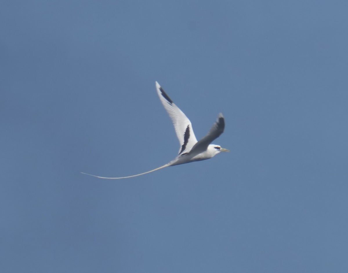 White-tailed Tropicbird - ML610922200