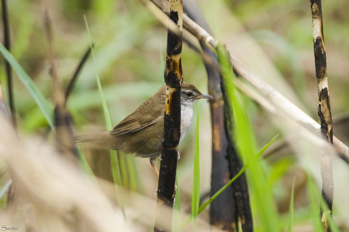 West Himalayan Bush Warbler - samarendra Chowdhury