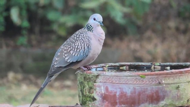 Spotted Dove - ML610923415