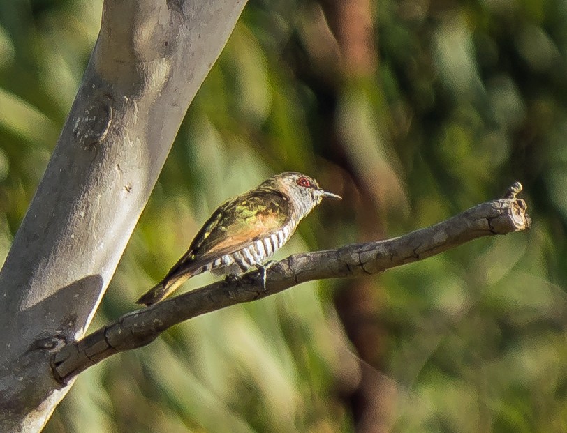 Little Bronze-Cuckoo (Gould's) - Russell Scott