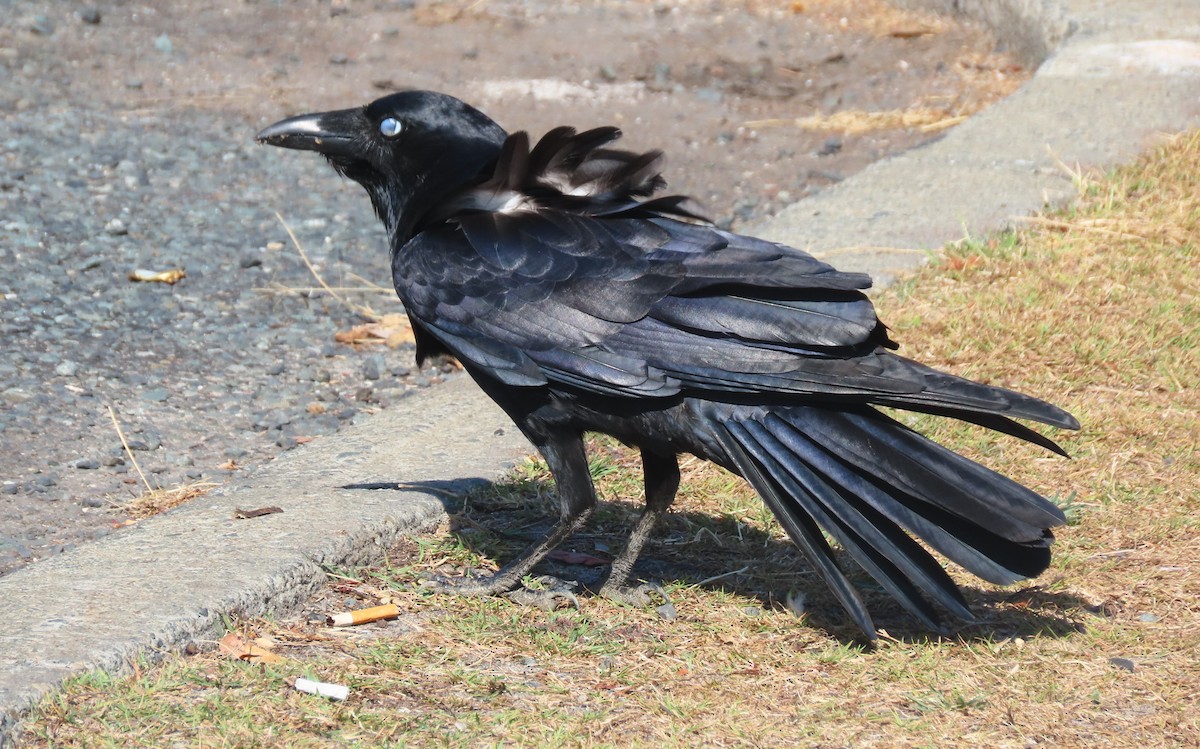 Torresian Crow - Bill de Belin
