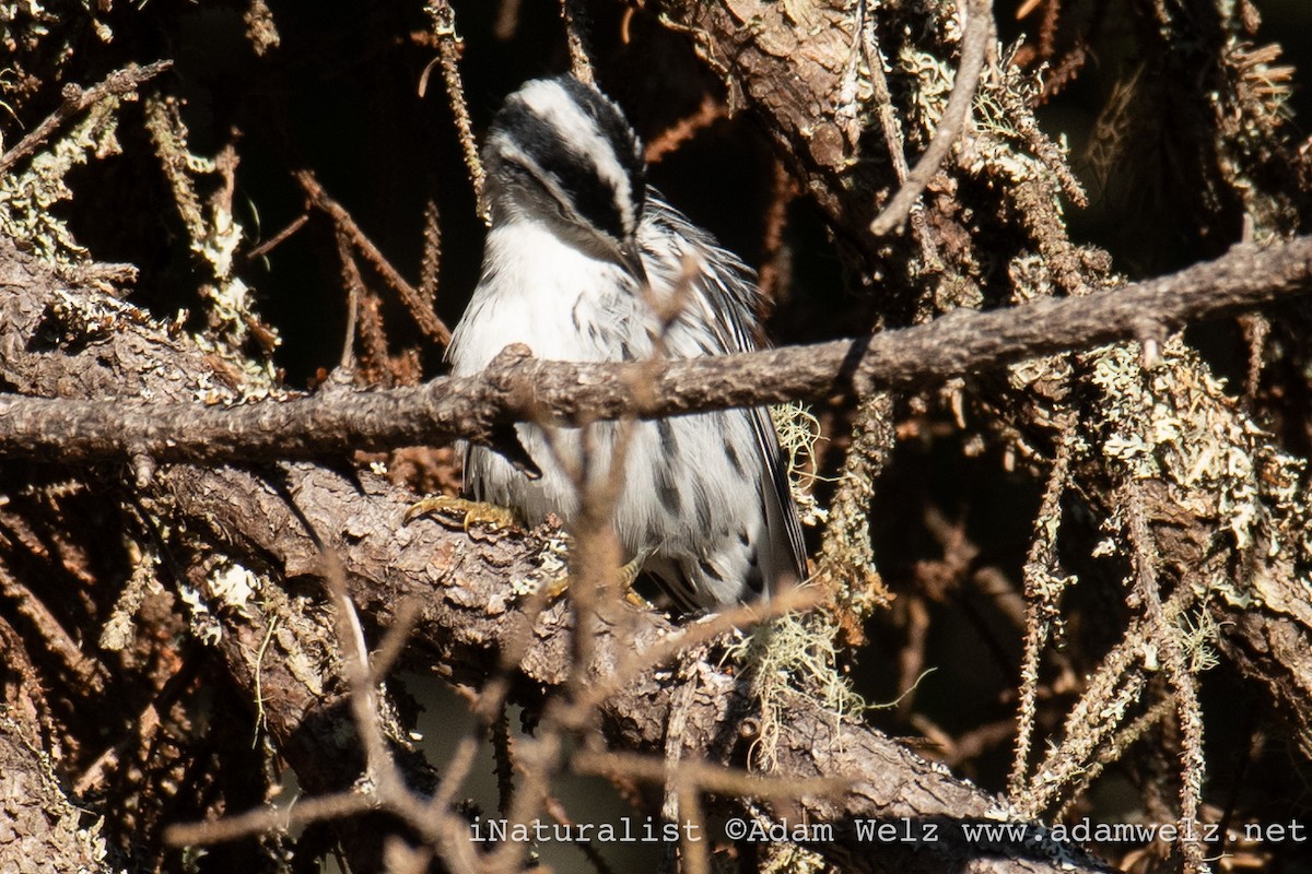 Black-and-white Warbler - ML610923537