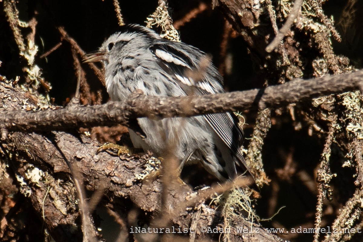 Black-and-white Warbler - ML610923538