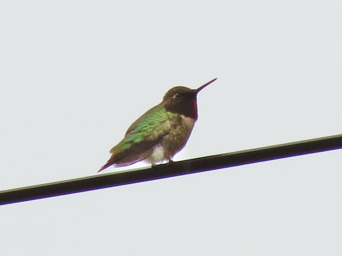 Ruby-throated Hummingbird - ML610924207