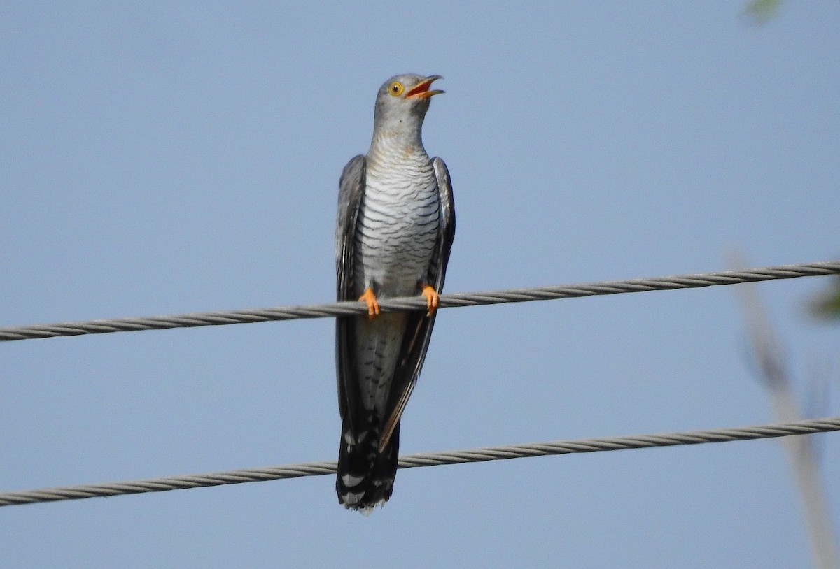 Common Cuckoo - ashish salgaonkar