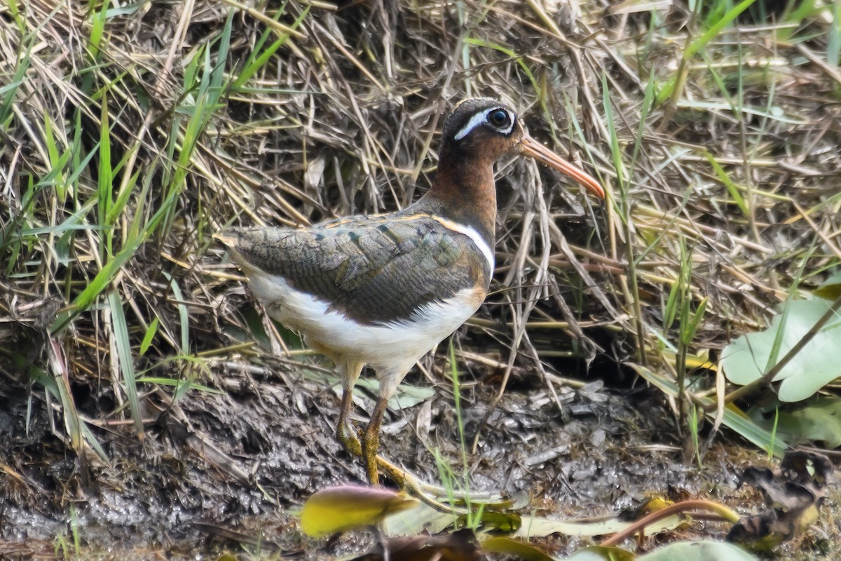 Greater Painted-Snipe - ML610925042