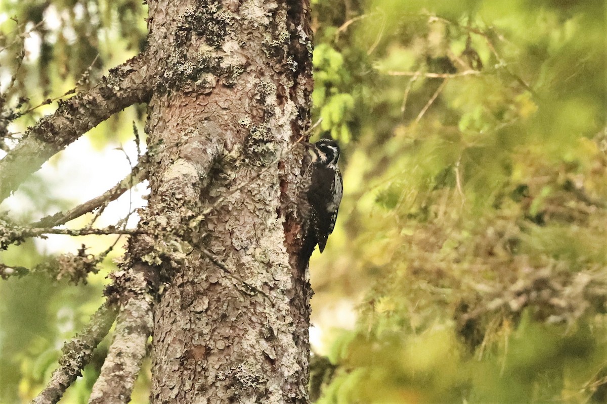 Eurasian Three-toed Woodpecker (Eurasian) - ML610925093