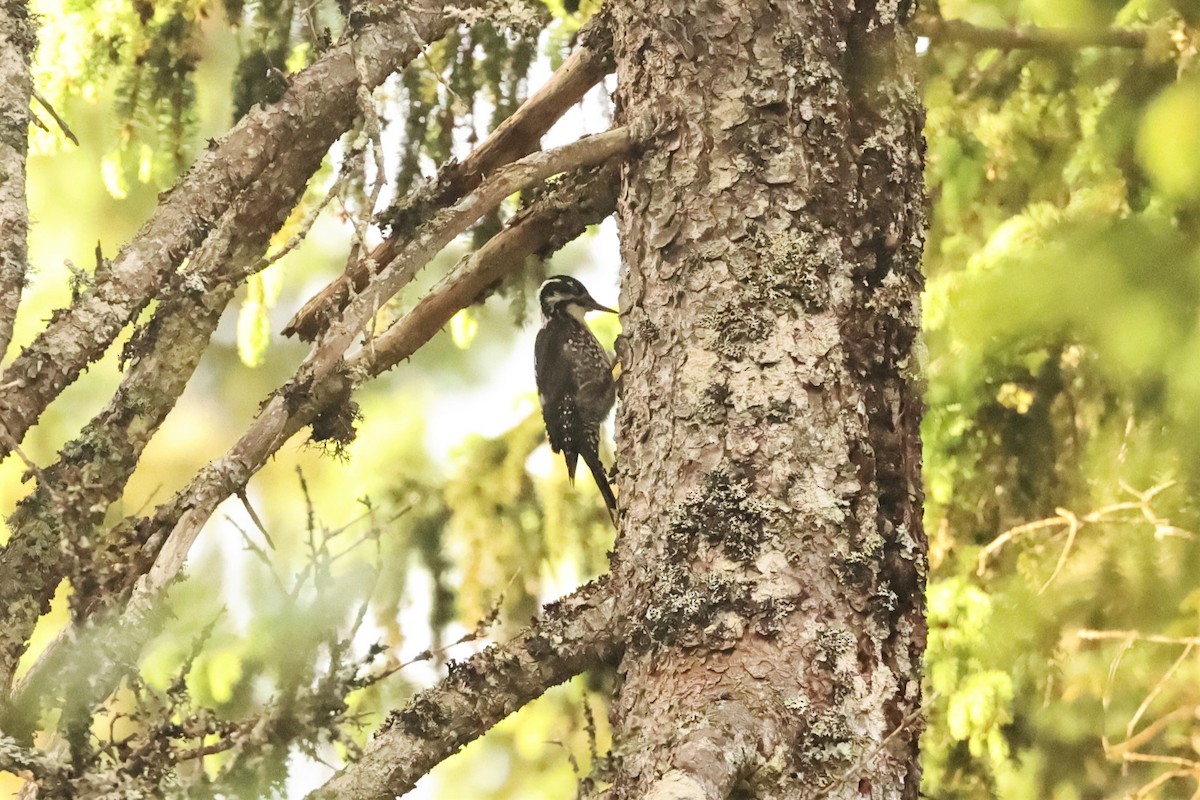 Eurasian Three-toed Woodpecker (Eurasian) - Antony Faure