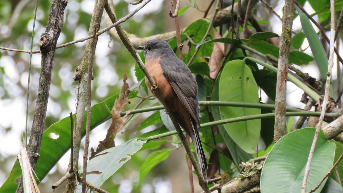 Brush Cuckoo (Sulawesi) - ML610925440
