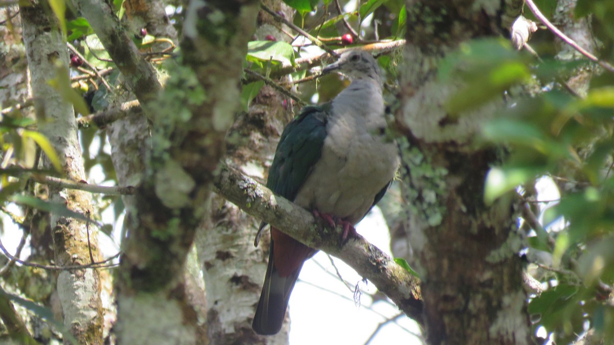 Gray-headed Imperial-Pigeon - Martien Prins