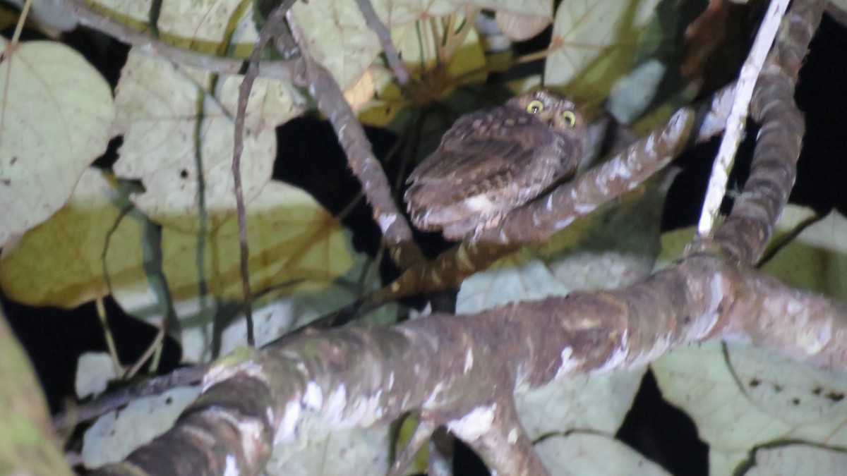 Sulawesi Scops-Owl - ML610925651