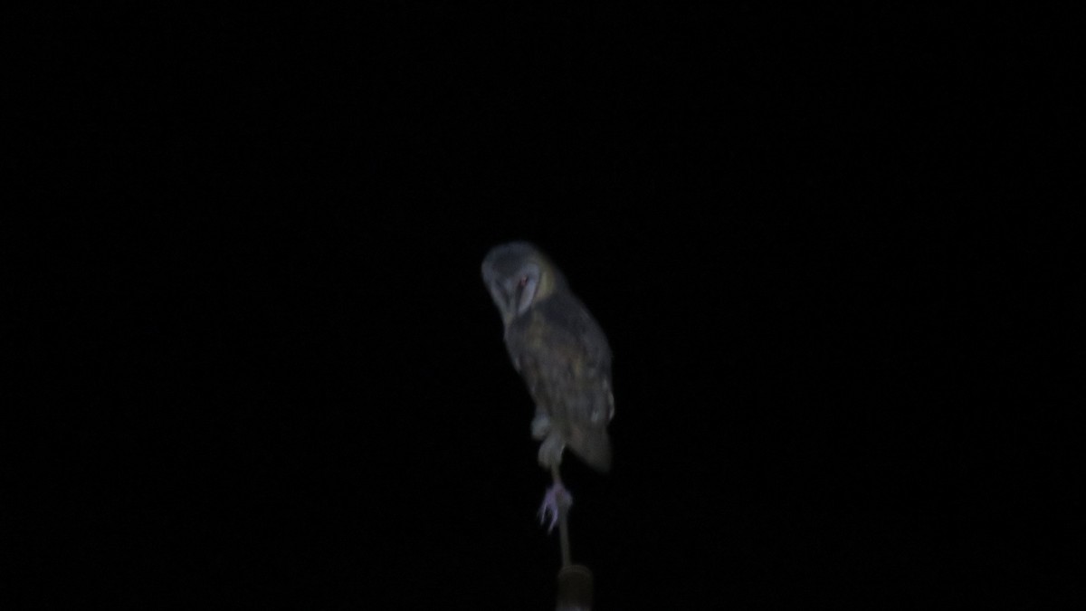 Sulawesi Masked-Owl - ML610925670