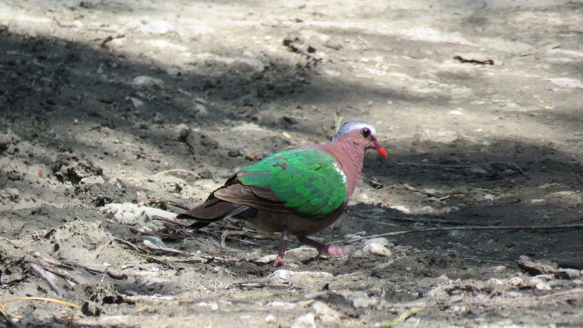 holub zelenokřídlý - ML610925733