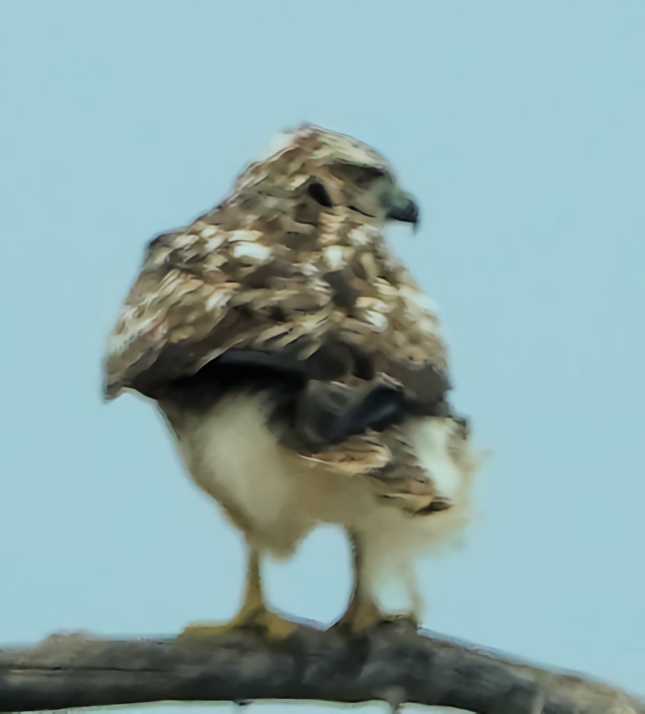 Red-tailed Hawk - ML610925889