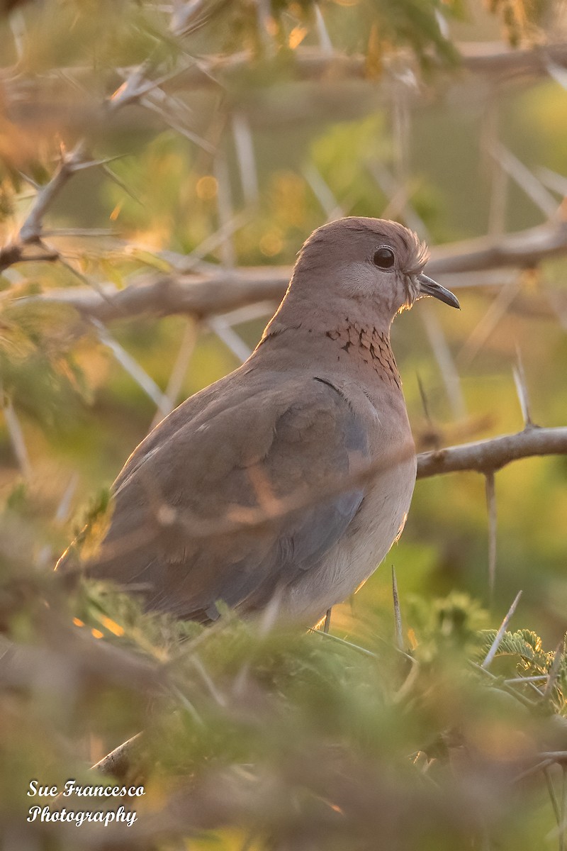 Laughing Dove - ML610925904