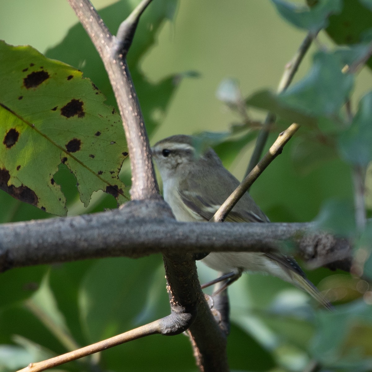 Hume's Warbler - ML610925980