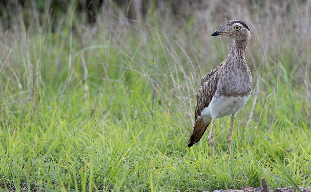 Double-striped Thick-knee - ML610926393