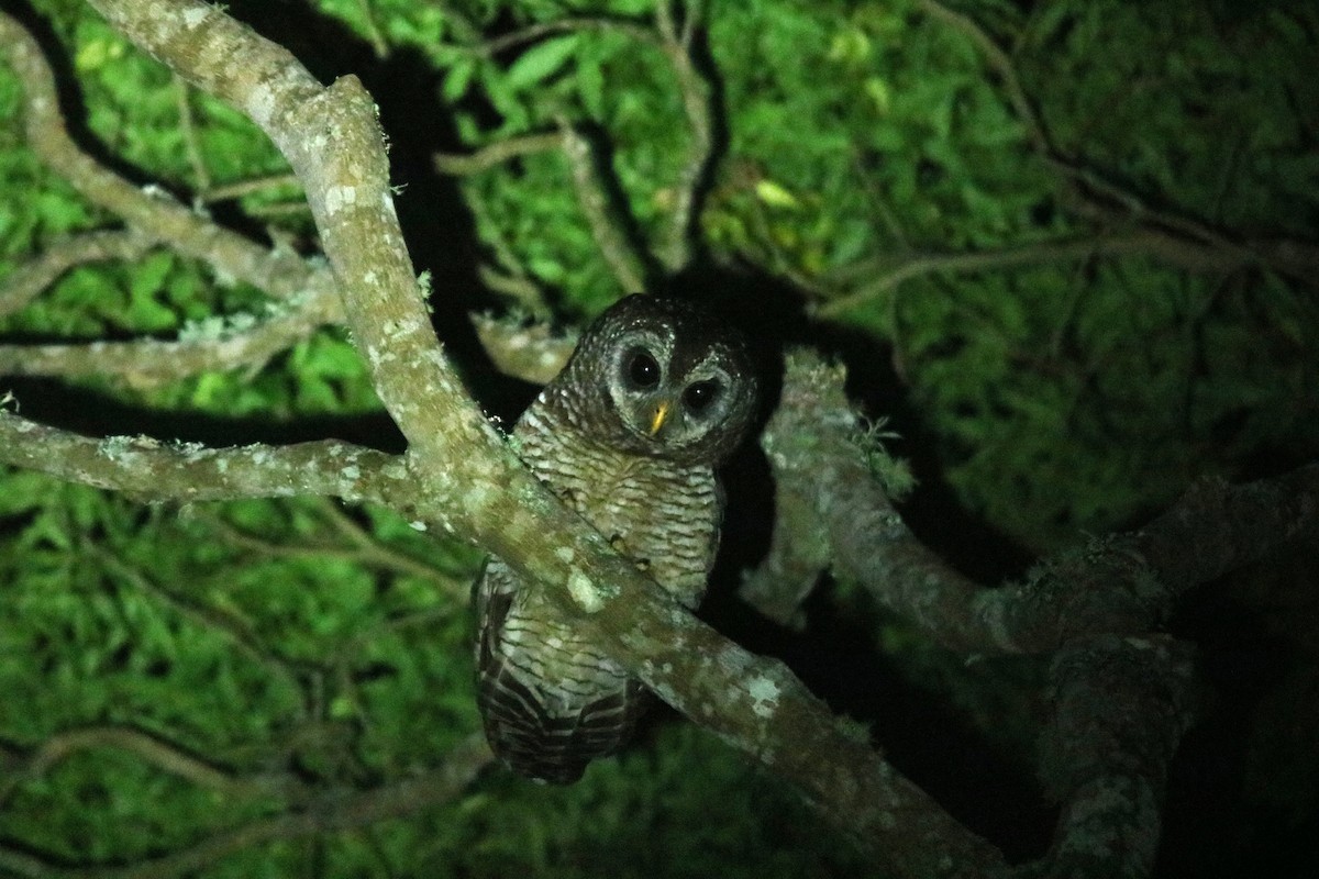 African Wood-Owl - ML610926559