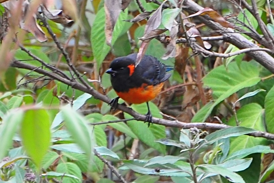 Scarlet-bellied Mountain Tanager - ML610926665