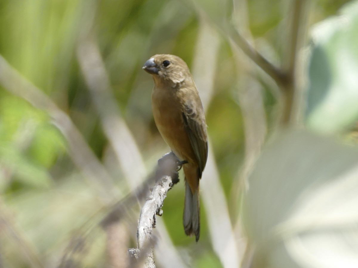 White-bellied Seedeater - ML610926821