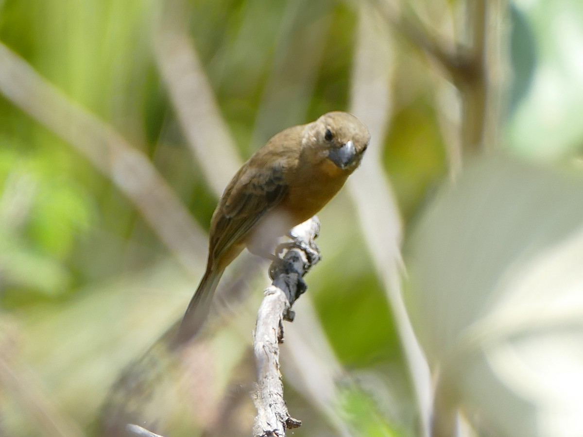 White-bellied Seedeater - ML610926822